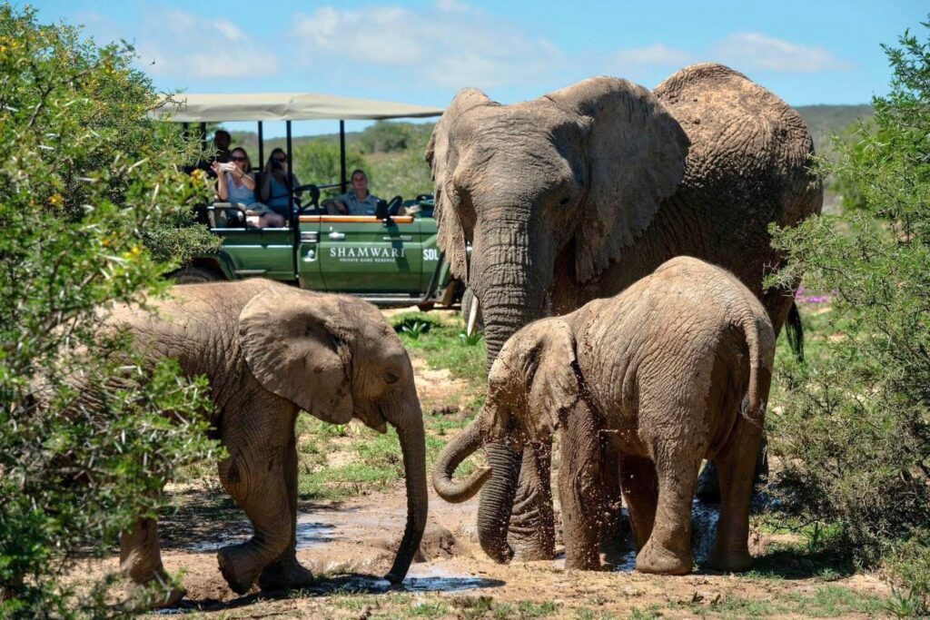 PEAK SEASON CITY & SAFARI BUCKET LIST TRIP MAR 26