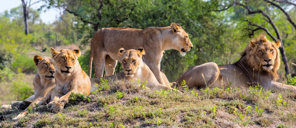 SOUTH AFRICA & ZIMBABWE: CAPE, KRUGER & VICTORIA FALLS