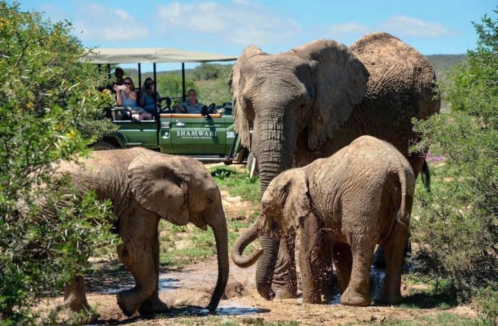 SAFARI & MAURITIUS BUCKET LIST TRIP